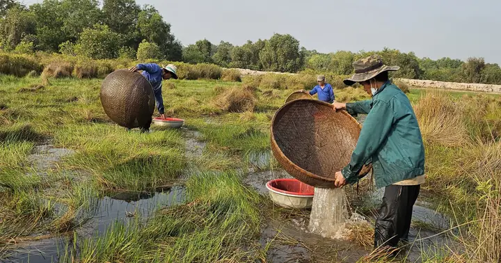 Cách Bắt Cá Lia Thia Cách Bắt Cá Lia Thia