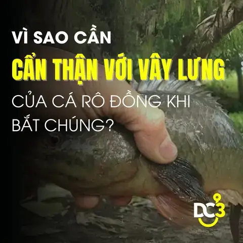 Cách Bắt Cá Rô Đồng Cách Bắt Cá Rô Đồng