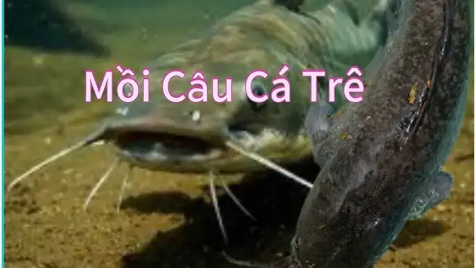 Cách Bắt Cá Trê