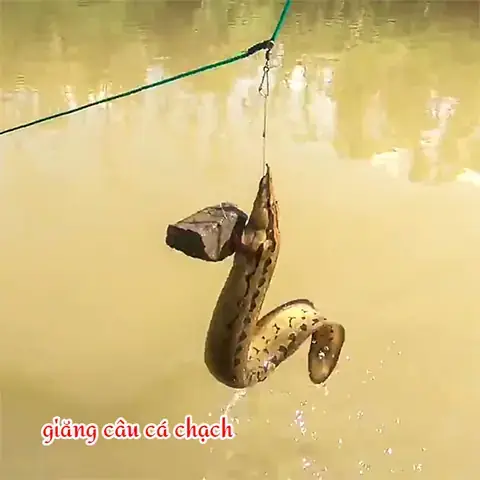 Cách Câu Cá Chạch Suối Cách Câu Cá Chạch Suối