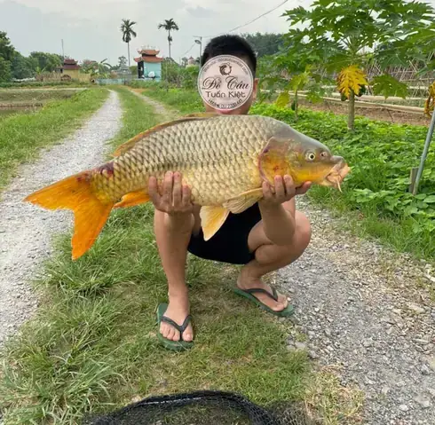 Cách Câu Cá Chép Hồ Tự Nhiên