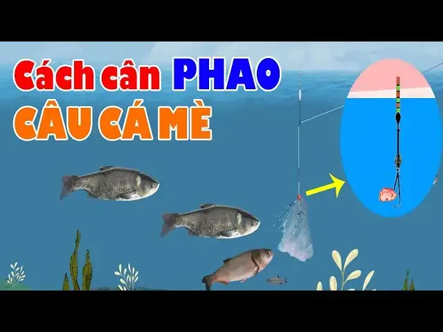 Cách Câu Cá Mè Hoa Cách Câu Cá Mè Hoa