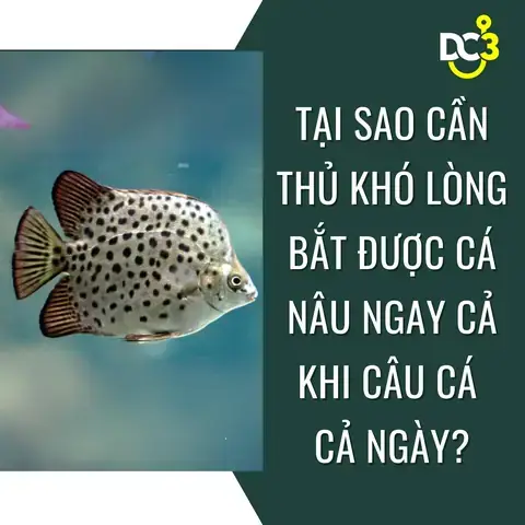 Cách Câu Cá Nâu Cách Câu Cá Nâu