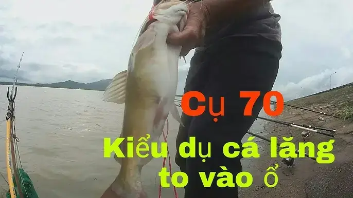Cách Câu Cá Ong Cách Câu Cá Ong