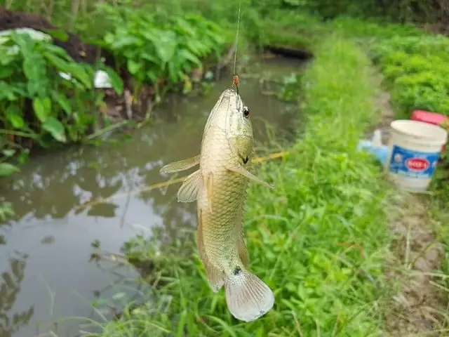 Cách Câu Cá Rô Cách Câu Cá Rô