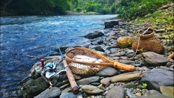 Cách Câu Cá Suối Cách Câu Cá Suối
