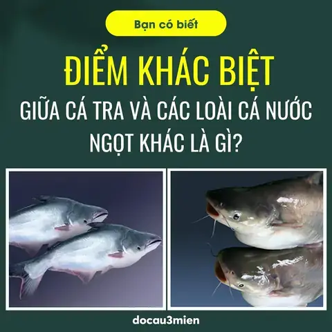 Cách Câu Cá Tra Hiệu Quả Cách Câu Cá Tra Hiệu Quả