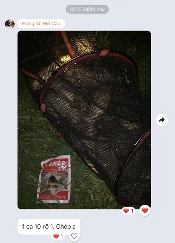 Cách Câu Cá Trắm Cỏ Ban Đêm