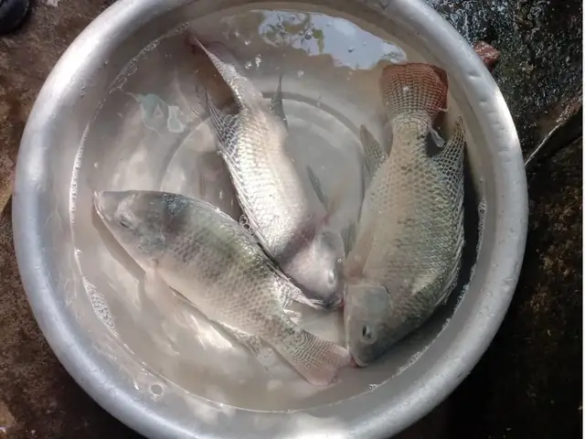 Cách Câu Cá Trê Phi