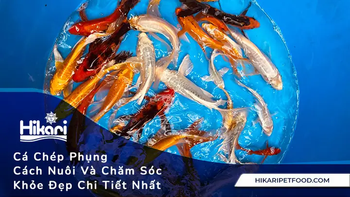 Cách Chăm Sóc Cá Chép Cách Chăm Sóc Cá Chép