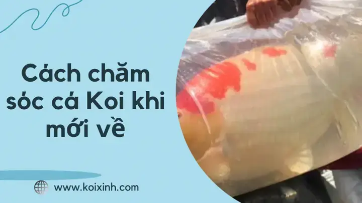 Cách Chăm Sóc Cá Chọi Cách Chăm Sóc Cá Chọi