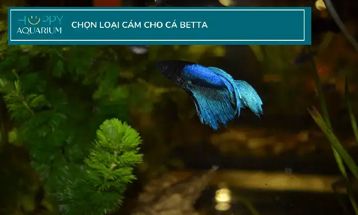 Cách Cho Cá Ăn Cám Cách Cho Cá Ăn Cám