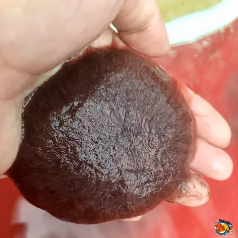 Cách Cho Cá Ăn Trùn Chỉ Đông Lạnh