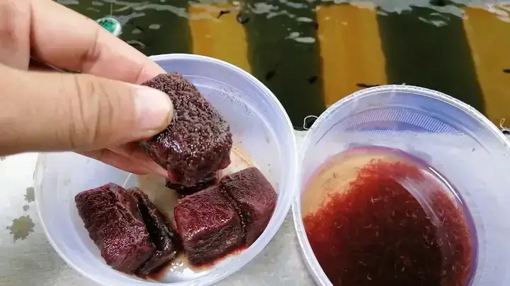 Cách Cho Cá Betta Ăn Trùn Chỉ