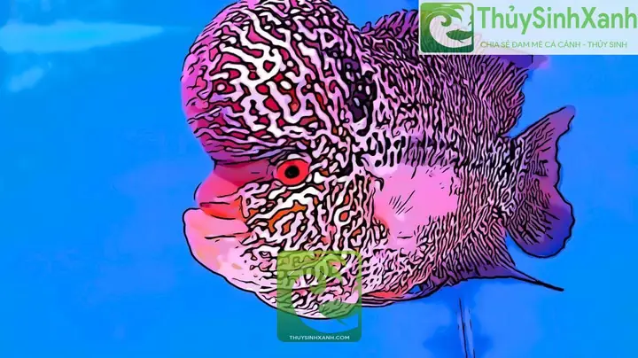Cách Cho Cá La Hán Lên Màu