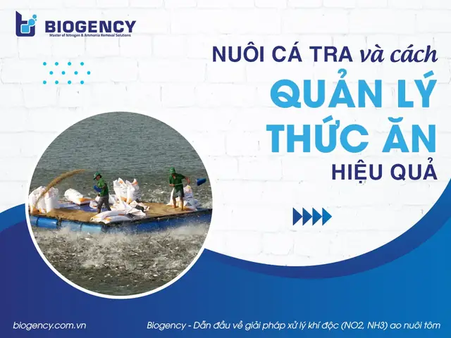 Cách Cho Cá Tra Ăn