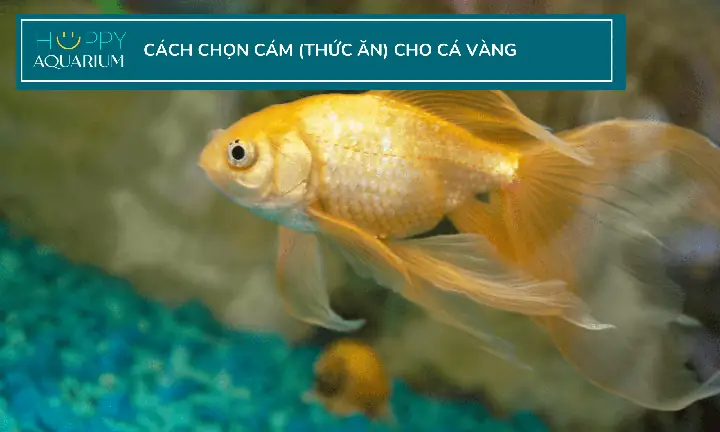 Cách Cho Cá Vàng Ăn Cách Cho Cá Vàng Ăn