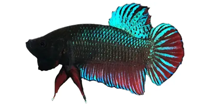 Cách Chọn Cá Chọi Chiến
