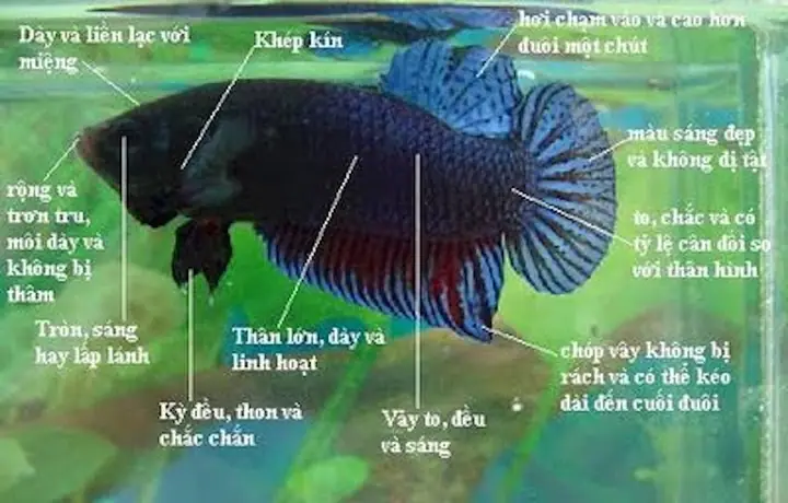 Cách Chọn Cá Đá Cách Chọn Cá Đá