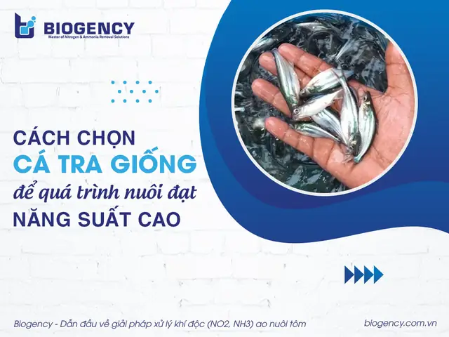 Cách Chọn Cá Giống Cách Chọn Cá Giống