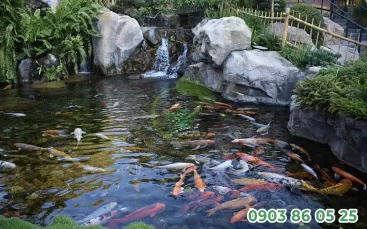 Cách Chọn Cá Koi Showa Đẹp