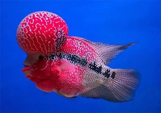 Cách Chọn Cá La Hán Bột