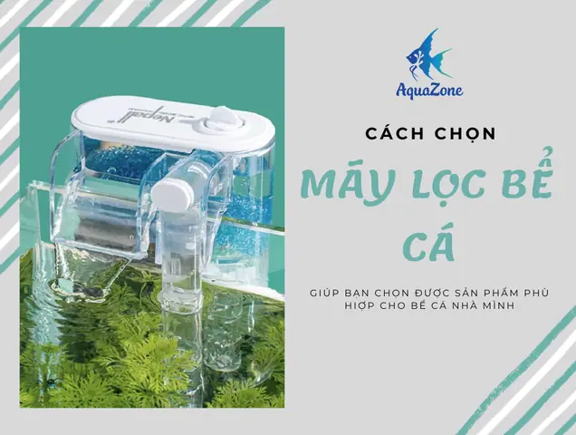 Cách Chọn Lọc Cho Bể Cá Cách Chọn Lọc Cho Bể Cá