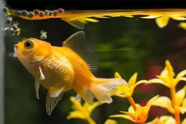 Cách Cứu Cá Rồng Sắp Chết