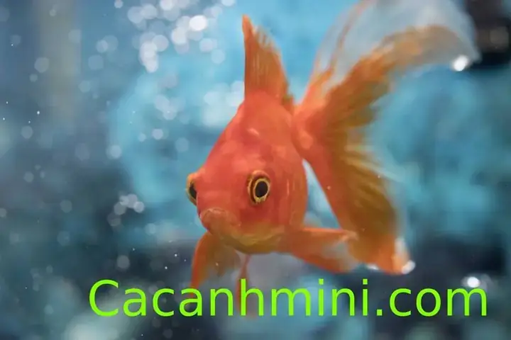 Cách Cứu Cá Vàng Sắp Chết Cách Cứu Cá Vàng Sắp Chết