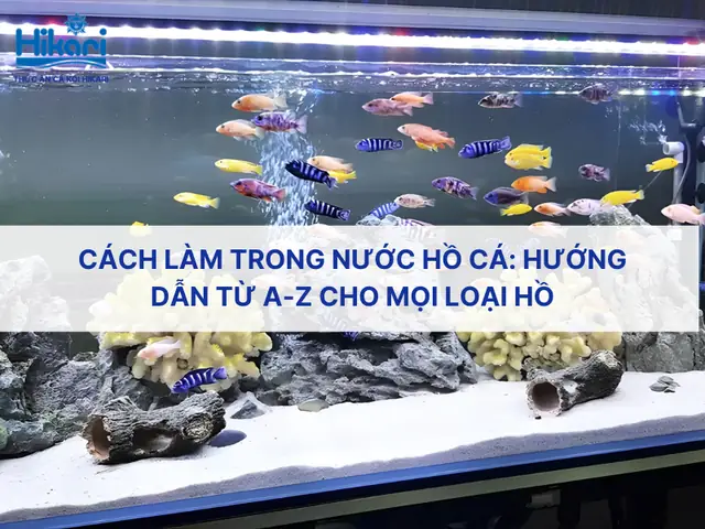 Cách Dán Hồ Cá Từ A Z