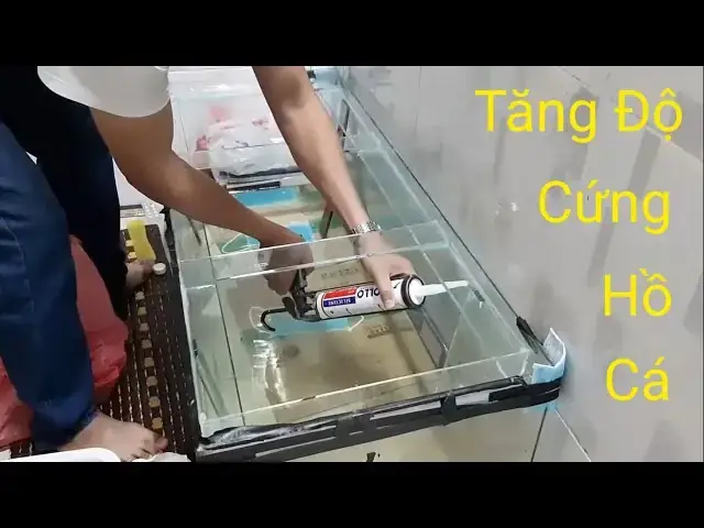 Cách Dán Kiềng Hồ Cá