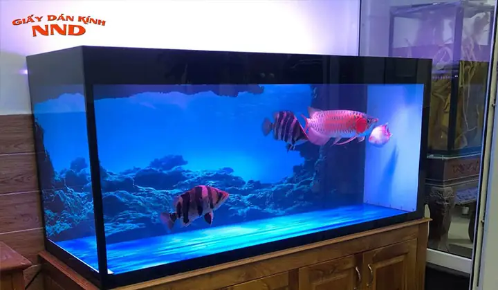 Cách Dán Tranh Hồ Cá Cách Dán Tranh Hồ Cá