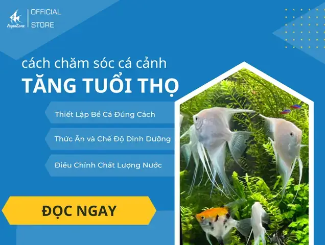 Cách Để Cá Sống Lâu