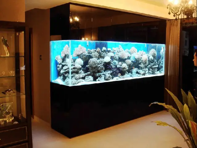 Cách Để Hồ Cá Trong Nhà