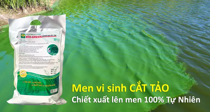 Cách Diệt Tảo Trong Ao Nuôi Cá