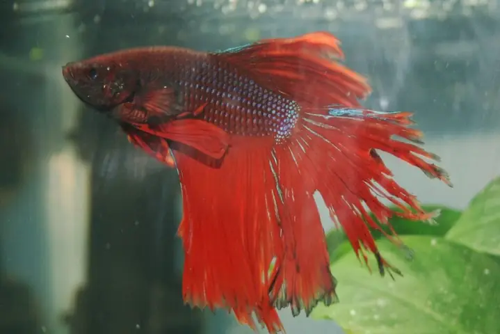 Cách Dưỡng Cá Betta Bị Rách Đuôi Cách Dưỡng Cá Betta Bị Rách Đuôi