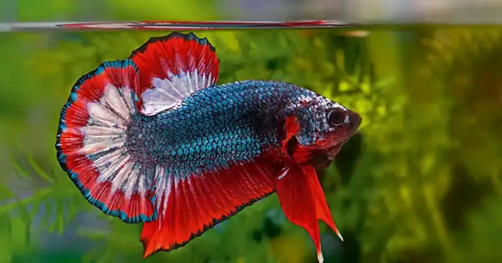 Cách Dưỡng Cá Betta Mới Mua Về