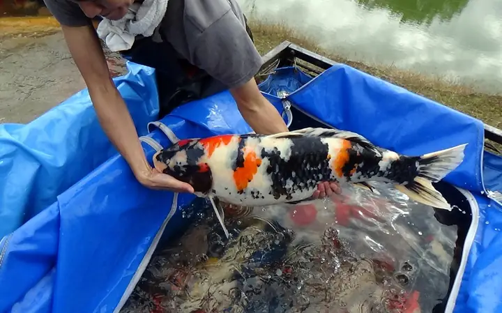 Cách Dưỡng Cá Koi Cách Dưỡng Cá Koi