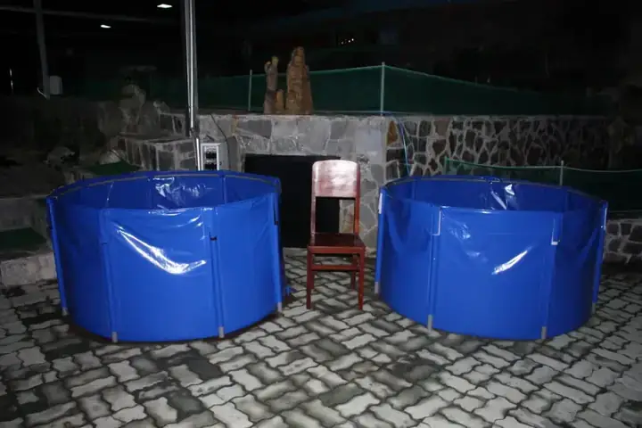 Cách Dưỡng Cá Koi Mới Mua Về