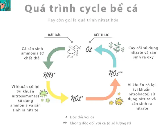Cách Dưỡng Cá Mới Mua Về