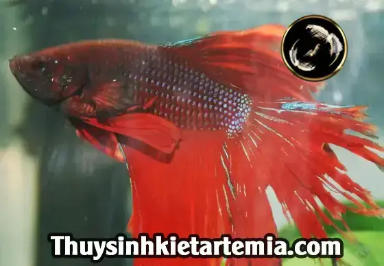 Cách Dưỡng Đuôi Cá Betta Cách Dưỡng Đuôi Cá Betta
