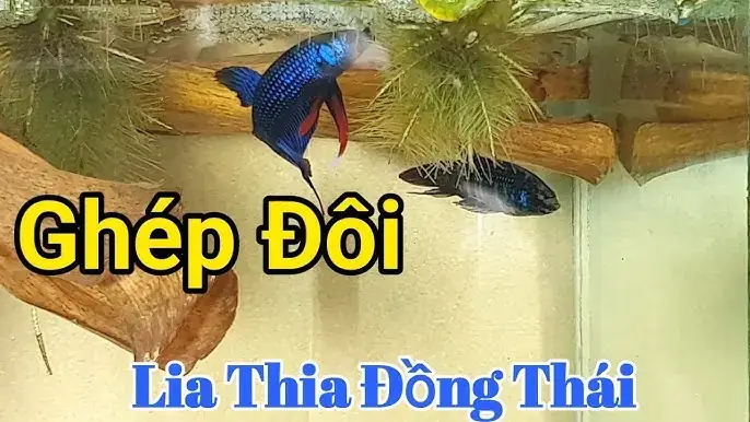 Cách Ép Cá Lia Thia Đẻ