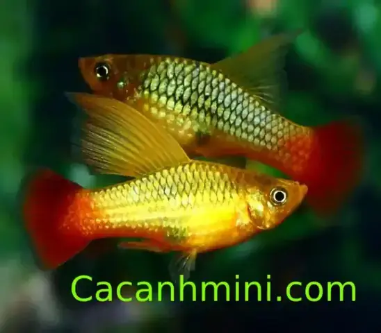 Cách Ép Cá Mún Đẻ