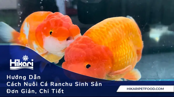 Cách Ép Cá Ranchu