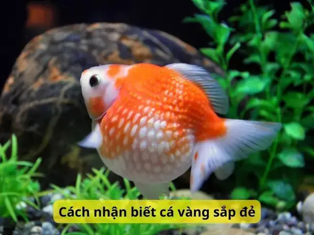 Cách Ép Cá Vàng