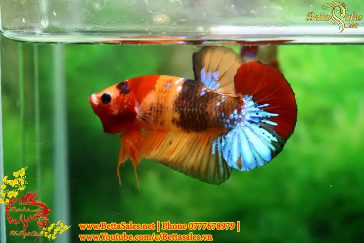 Cách Form Cá Betta