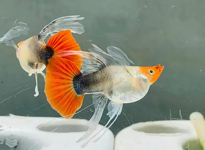 Cách Ghép Cá Bảy Màu Cách Ghép Cá Bảy Màu