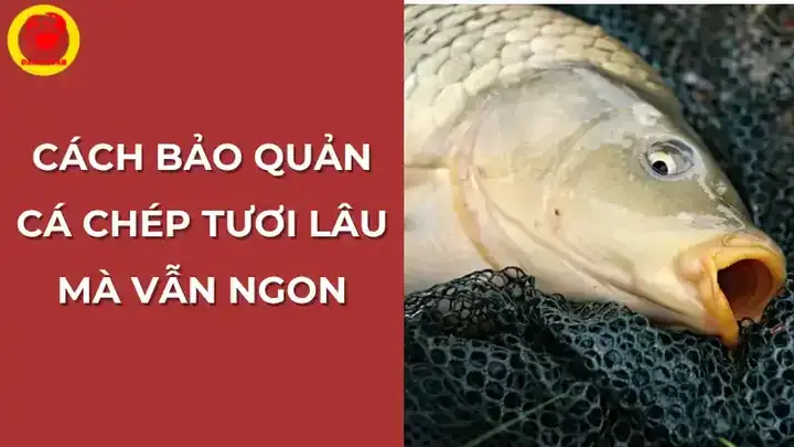Cách Giữ Cá Sống Lâu