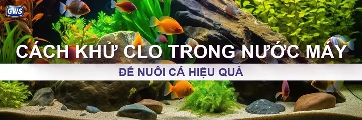 Cách Khử Clo Trong Nước Máy Để Nuôi Cá Cách Khử Clo Trong Nước Máy Để Nuôi Cá