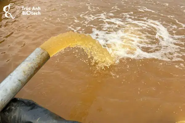 Cách Khử Phèn Trong Ao Cá Cách Khử Phèn Trong Ao Cá
